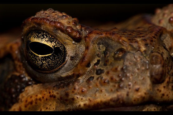 A Cane Toad - © Steve Passlow